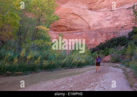 Escursionista e caduta delle foglie lungo un ruscello in Coyote Gulch, Grandstaircase-Escalante monumento nazionale, Utah, Stati Uniti Foto Stock