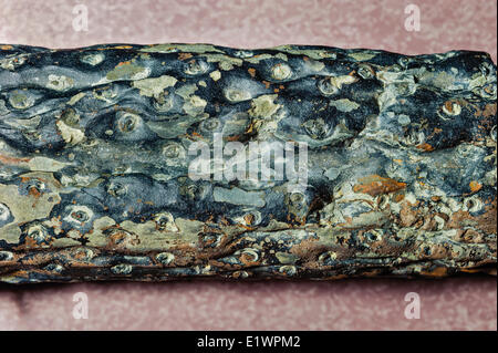 Impianto fossile radici (Stigmaria ficoides) raccolti da Don Reid sul display in corrispondenza di Joggins Centro di fossili. Baia Fundy Nova Scotia. Foto Stock