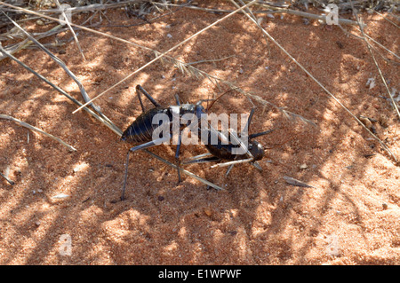 Acanthoplus discoidalis (massa corazzata / bush cricket, mais cricket, setotojane o koringkrieke) cannibalismo Namibia Foto Stock