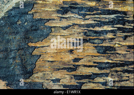 Fossile di corteccia di albero (Lepidodendron) raccolti da Don Reid sul display in corrispondenza di Joggins Centro di fossili. Baia Fundy Nova Scotia. In Canada. Foto Stock