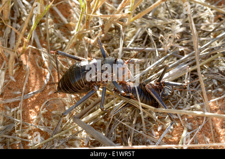Acanthoplus discoidalis (massa corazzata / bussola / mais cricket, setotojane / koringkrieke) cannibalismo Namibia Foto Stock