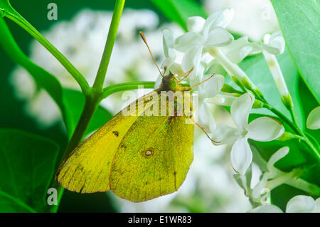Il Comune o offuscato la farfalla di zolfo, (Colias philodice), vista ventrale, su bianco lilac bush Foto Stock