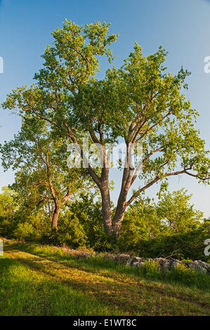Pioppi neri americani orientale (Populus deltoides). Carolinian foresta sul Lago Erie meridionale del litorale. Magee Marsh, Ohio. Stati Uniti d'America. Foto Stock