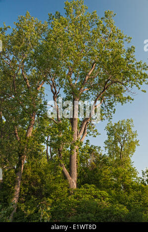 Pioppi neri americani orientale (Populus deltoides). Carolinian foresta sul Lago Erie meridionale del litorale. Magee Marsh, Ohio. Stati Uniti d'America. Foto Stock