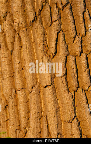 Pioppi neri americani orientale (Populus deltoides). Carolinian foresta nella regione del Niagara. Short Hills Parco Provinciale, Ontario. In Canada. Foto Stock
