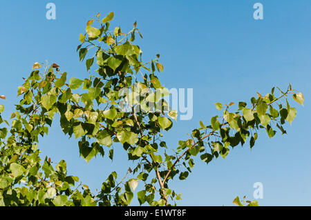 Pioppi neri americani orientale (Populus deltoides). Carolinian foresta nella regione del Niagara. Short Hills Parco Provinciale, Ontario. In Canada. Foto Stock