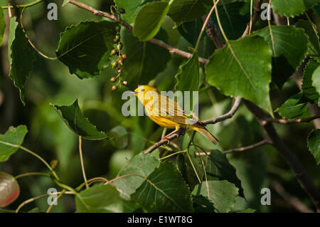 Maschio giallo trillo (Dendroica petechia) nell est pioppi neri americani (Populus deltoides). Carolinian foresta sul Lago Erie del sud Foto Stock