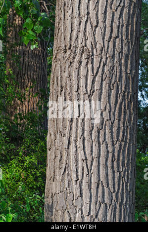 Pioppi neri americani orientale (Populus deltoides). Carolinian foresta nella regione del Niagara. Short Hills Parco Provinciale, Ontario. In Canada. Foto Stock