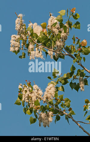 Pioppi neri americani orientale (Populus deltoides)semi contenuti in amento-come frutti. Carolinian foresta nella regione del Niagara. Short Hills Foto Stock