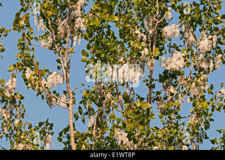 Pioppi neri americani orientale (Populus deltoides)semi contenuti in amento-come frutti. Carolinian foresta nella regione del Niagara. Short Hills Foto Stock
