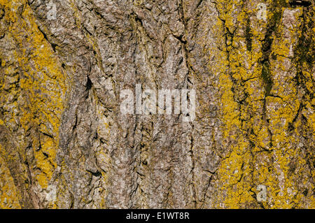 Pioppi neri americani orientale (Populus deltoides). Carolinian foresta nella regione del Niagara. Short Hills Parco Provinciale, Ontario. In Canada. Foto Stock
