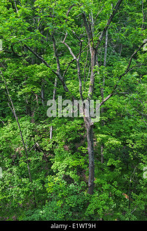 Black Walnut Tree (Juglans nigra). Carolinian foresta nella regione del Niagara. Short Hills Parco Provinciale, Ontario. In Canada. Foto Stock