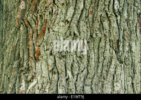 Quercia bianca (Quercus alba) nella regione del Niagara. Short Hills Parco Provinciale, Ontario. In Canada. Foto Stock