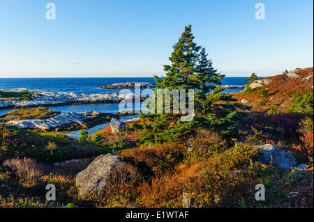 Abete rosso (Picea rubens) alberi & Devoniano massi di granito. Peggys Cove Area di Conservazione, Nova Scotia. In Canada. Foto Stock