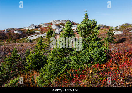 Abete rosso (Picea rubens) alberi & Devoniano massi di granito. Peggys Cove Area di Conservazione, Nova Scotia. In Canada. Foto Stock
