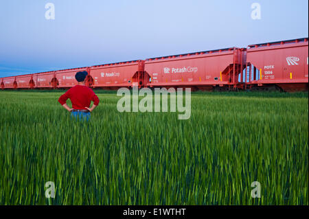 Un uomo si affaccia su un mid-crescita orzo campo accanto alla tramoggia di cloruro di potassio di vagoni ferroviari, vicino Carman, Manitoba Foto Stock