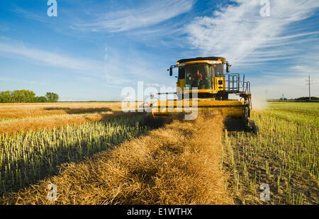 Una mietitrebbia funziona in un swathed canola field vicino a Niverville, Manitoba, Canada Foto Stock