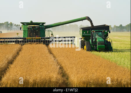 Una mietitrebbia equipaggiata con un'aria aspo della testata, tagli rettilinei di canola permanente mentre augering il raccolto in una granella Foto Stock