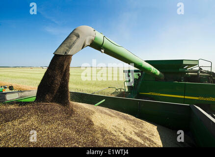 Una mietitrebbia il raccolto di canola augering mentre il raccolto in un carro di grano sul go, Manitoba, Canada Foto Stock