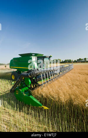 Una mietitrebbia tagli rettilinei permanente di canola field durante il raccolto, vicino Niverville, Manitoba, Canada Foto Stock