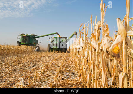 Una mietitrebbia si svuota in un carro del grano per il viaggio, durante l'alimentazione, mais (mais granella) raccolto, vicino a Niverville, Manitoba, Canada Foto Stock