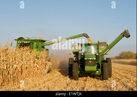 Una mietitrebbia si svuota in un carro del grano per il viaggio, durante l'alimentazione, mais (mais granella) raccolto, vicino a Niverville, Manitoba, Canada Foto Stock