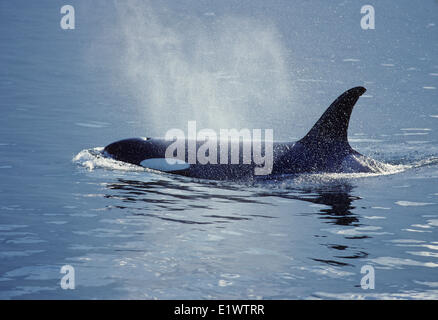 Orca (Orcinus orca) adulto (Killer Whale) trovato il glaciale artico regioni antartiche ai mari tropicali. Altamente sociale con Foto Stock