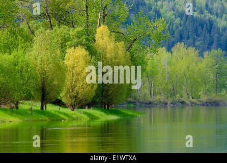 Shuswap River, Grindrod, British Columbia, Canada Foto Stock