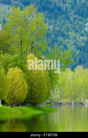 Shuswap River, Grindrod, British Columbia, Canada Foto Stock