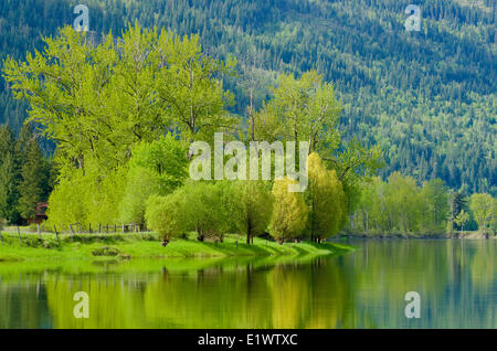 Shuswap River, Grindrod, British Columbia, Canada Foto Stock