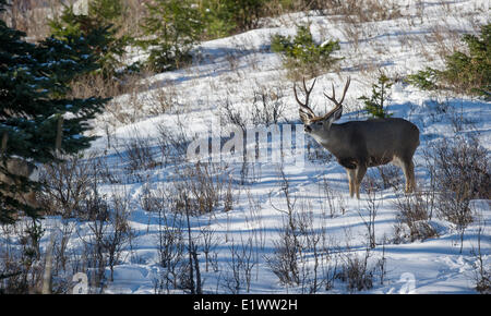 Mule Deer (Odocoileus hemionus) maschio adulto. Durante la fase '' Rut si recherà in tutta la sua gamma in cerca le femmine in estro. Foto Stock