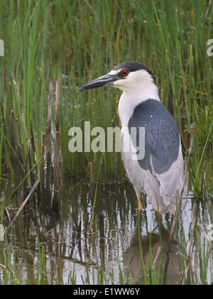 Una Nitticora, Nycticorax nycticorax ,in una palude vicino Lago Greenwater, Saskatchewan Foto Stock