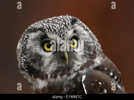 Il Gufo boreale, Aegolius funereus, ritratto, in Prince Albert, Saskatchewan, Canada Foto Stock