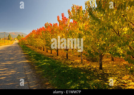 Vernon BC--i colori autunnali nel frutteto illuminato dal sole del pomeriggio--paese strade indietro Foto Stock