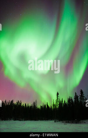 Aurora boreale (luci del nord), la foresta boreale, Yellowknife dintorni, NWT, Canada Foto Stock