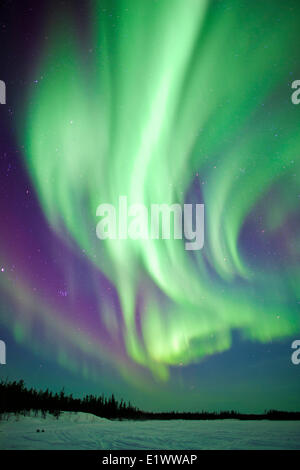 Aurora boreale (luci del nord), la foresta boreale, Yellowknife dintorni, NWT, Canada Foto Stock