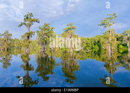 Cypress swamp, Achafalaya bacino idrografico, sud della Louisiana, Stati Uniti d'America Foto Stock
