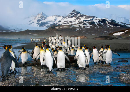 Re pinguini (Aptenodytes patagonicus), St Andrews Bay, isola della Georgia del Sud Antartide Foto Stock