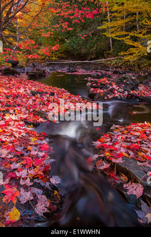 Il fiume di Madawaska fluisce attraverso un tappeto rosso di foglie di acero lungo la via e la Torre trail in Algonquin Park. Foto Stock