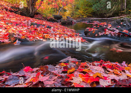 Il fiume di Madawaska fluisce attraverso un tappeto rosso di foglie di acero lungo la via e la Torre trail in Algonquin Park. Foto Stock