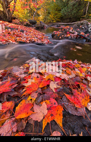 Il fiume di Madawaska fluisce attraverso un tappeto rosso di foglie di acero lungo la via e la Torre trail in Algonquin Park. Foto Stock