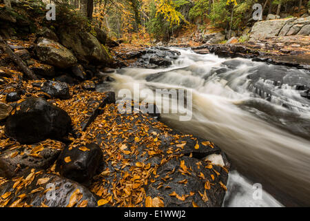 La York fiume scorre lungo le alte cascate trail nel South End Algonquin Park Ontario. Foglie colorate umettare le rocce come Foto Stock