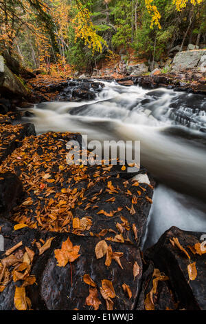 La York fiume scorre lungo le alte cascate trail nel South End Algonquin Park Ontario. Foglie colorate umettare le rocce come Foto Stock