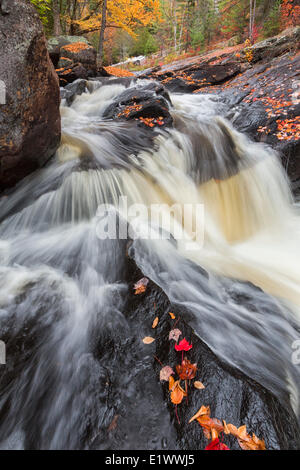 La York fiume scorre lungo le alte cascate trail nel South End Algonquin Park Ontario. Foglie colorate umettare le rocce come Foto Stock