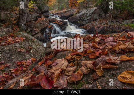 La York fiume scorre lungo le alte cascate trail nel South End Algonquin Park Ontario. Foglie colorate umettare le rocce come Foto Stock