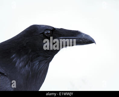 Raven comune, Corvus corax, ritratto, in Saskatoon, Saskatchewan , Canada Foto Stock