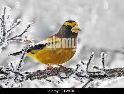 Sera Grosbeak maschio, Coccothraustes vespertinus, appollaiato su un ramo di pupazzo di neve al lago luccio, Saskatchewan, Canada Foto Stock