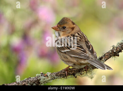 Harris il passero, Zonotrichia querula, appollaiato su un ramoscello di abete, in Saskatchewan, Canada Foto Stock