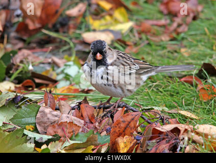 Harris il passero, Zonotrichia querula, su di un prato con la caduta delle foglie, in Saskatchewan, Canada Foto Stock