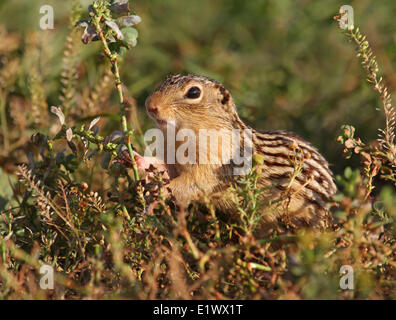 Tredici foderato di scoiattolo di terra, Ictidomys tridecemlineatus finalmente il lago di montagna, Saskatchewan Foto Stock